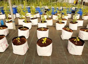 Cocopeat grow bags