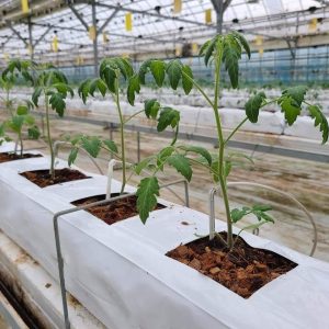 Cocopeat open top grow bags